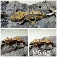 Prodám samce i samice pagekonů řasnatých (R. ciliatus)