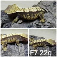 Prodám samce i samice pagekonů řasnatých (R. ciliatus)