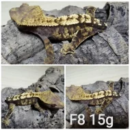 Prodám samce i samice pagekonů řasnatých (R. ciliatus)