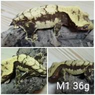 Prodám samce i samice pagekonů řasnatých (R. ciliatus)