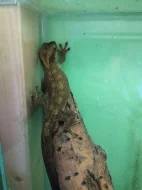 Prodám 1.1 chovné R. Sarasinorum