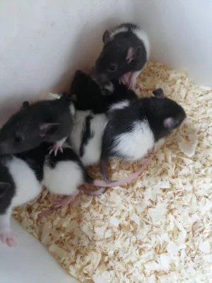 Prodám přebytky ze svého chovu myší a potkanů
