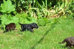 Flat coated retriever s PP