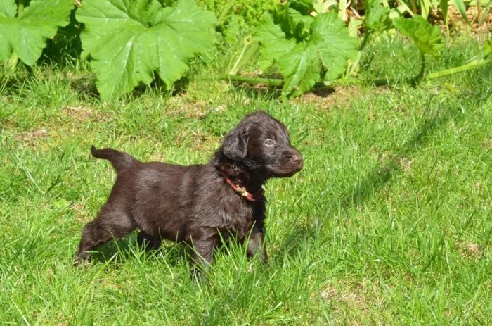 Flat coated retriever s PP