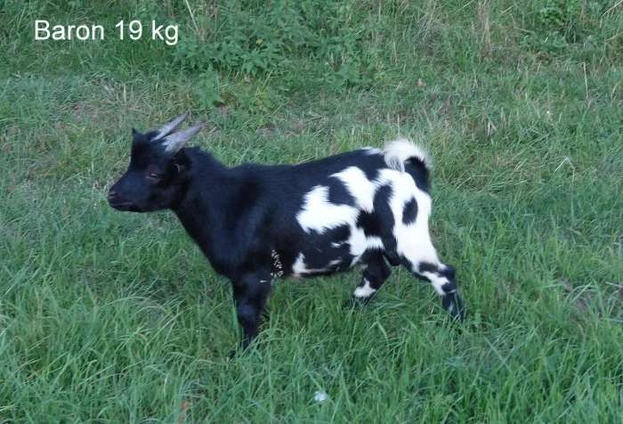 Holanská koza zakrslá