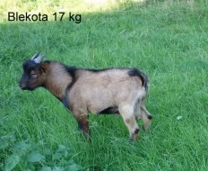 Holanská koza zakrslá