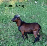 Holanská koza zakrslá