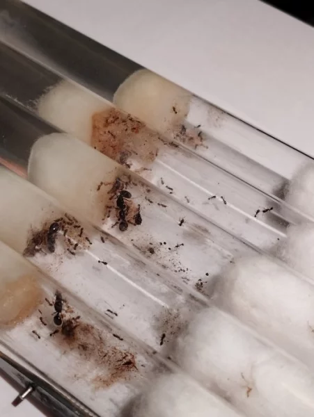 Mravenec drnový (Tetramorium cf. caespitum)