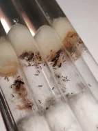 Mravenec drnový (Tetramorium cf. caespitum)