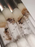 Mravenec drnový (Tetramorium cf. caespitum)