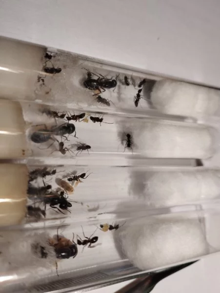 Mravenec obrovský (Camponotus herculeanus)