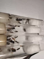 Mravenec obrovský (Camponotus herculeanus)