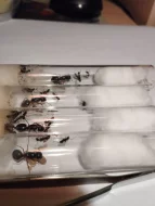 Mravenec obrovský (Camponotus herculeanus)