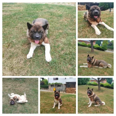 Americká akita
