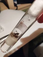 Mravenec obecný (Lasius niger)