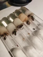 Mravenec obecný (Lasius niger)