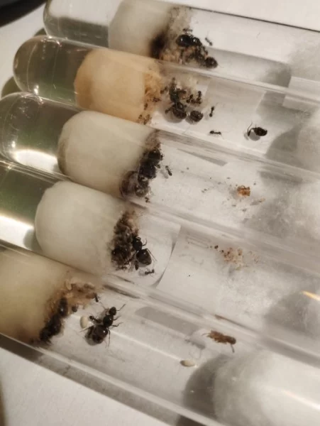 Mravenec obecný (Lasius niger)