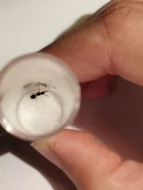 Mravenec pomalý (Myrmecina graminicola)