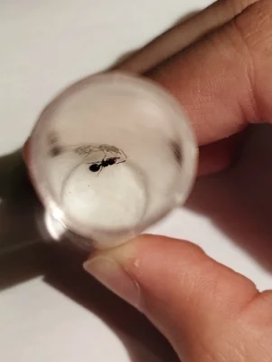 Mravenec pomalý (Myrmecina graminicola)
