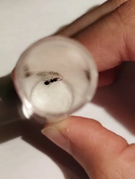 Mravenec pomalý (Myrmecina graminicola)