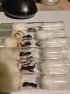 Mravenec dřevokaz (Camponotus ligniperda)