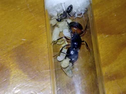 Mravenec dřevokaz (Camponotus ligniperda)