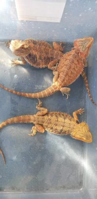 samice agamy vousate - agama vousata