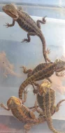 samice agamy vousate - agama vousata