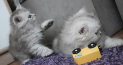 Perská kotatka
