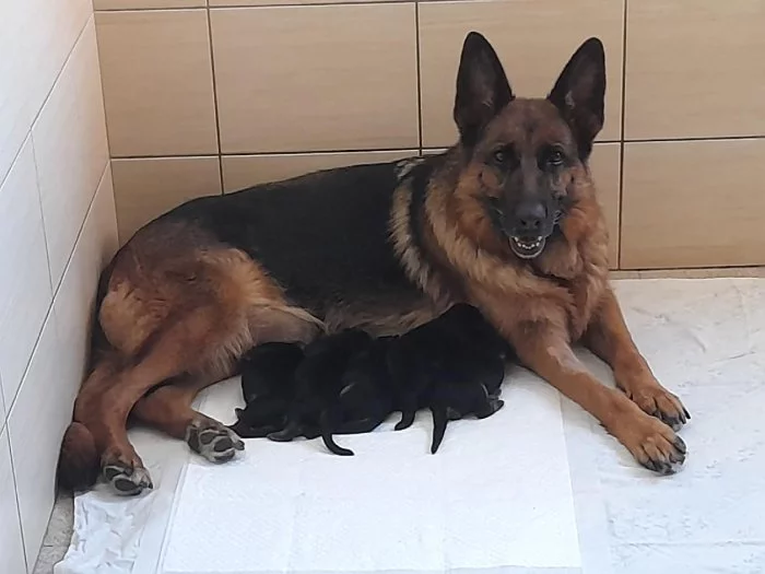 Štěňátka německého ovčáka k rezervaci