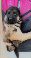 Štěňátka německého ovčáka k rezervaci