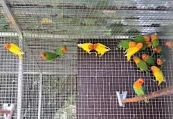 Agapornis Fišerův