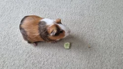 Přenechám dvě morčata-kluci