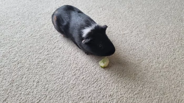 Přenechám dvě morčata-kluci