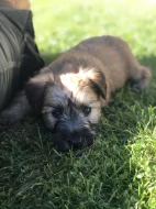 Pšeničný teriér - Irish Soft Coated Wheaten Terrier