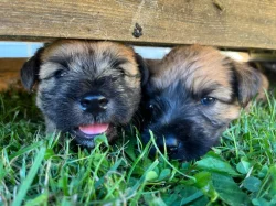 Pšeničný teriér - Irish Soft Coated Wheaten Terrier