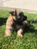 Pšeničný teriér - Irish Soft Coated Wheaten Terrier