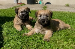 Pšeničný teriér - Irish Soft Coated Wheaten Terrier