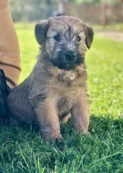 Pšeničný teriér - Irish Soft Coated Wheaten Terrier