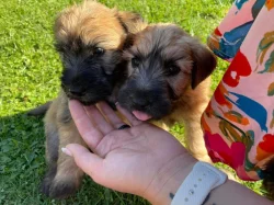 Pšeničný teriér - Irish Soft Coated Wheaten Terrier