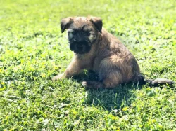 Pšeničný teriér - Irish Soft Coated Wheaten Terrier