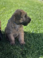 Pšeničný teriér - Irish Soft Coated Wheaten Terrier