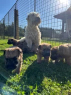 Pšeničný teriér - Irish Soft Coated Wheaten Terrier