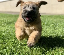 Pšeničný teriér - Irish Soft Coated Wheaten Terrier