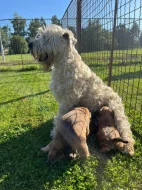 Pšeničný teriér - Irish Soft Coated Wheaten Terrier