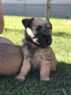 Pšeničný teriér - Irish Soft Coated Wheaten Terrier
