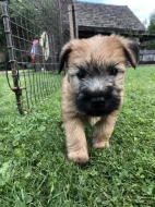 Pšeničný teriér - Irish Soft Coated Wheaten Terrier