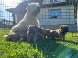 Pšeničný teriér - Irish Soft Coated Wheaten Terrier