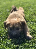 Pšeničný teriér - Irish Soft Coated Wheaten Terrier
