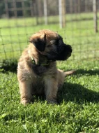 Pšeničný teriér - Irish Soft Coated Wheaten Terrier